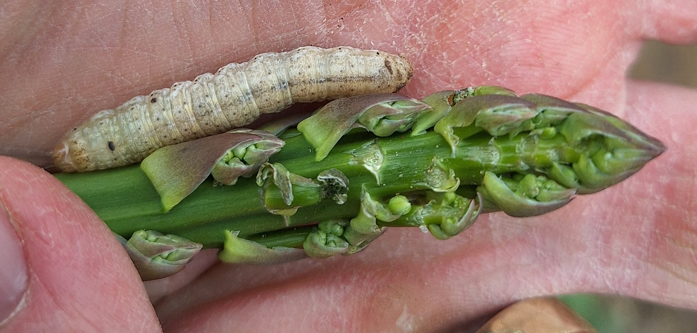 A white cutworm larva next to an asparagus spear.